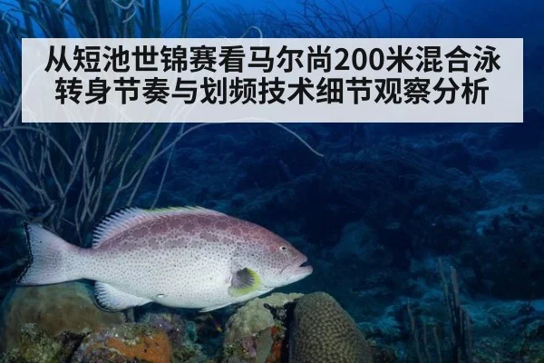 从短池世锦赛看马尔尚200米混合泳转身节奏与划频技术细节观察分析